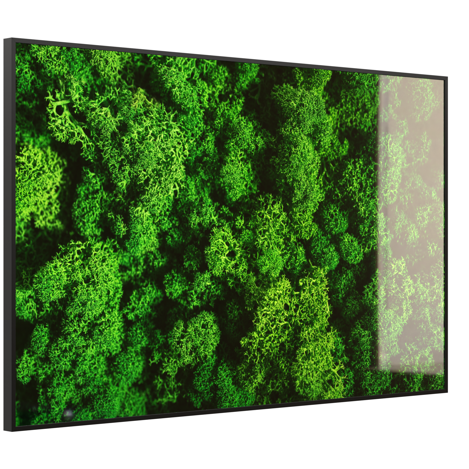 Deko Glas Wandbild Motiv 074 Moos