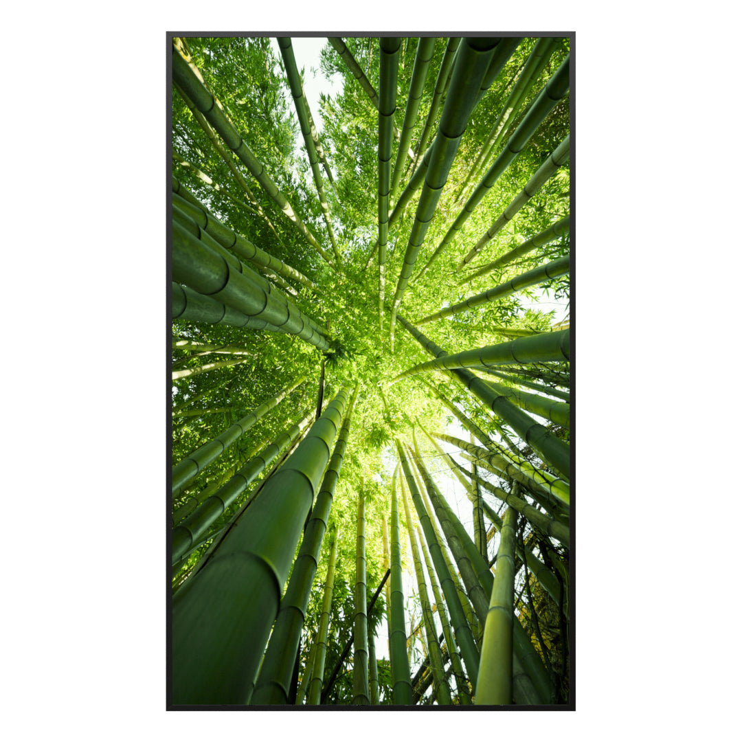 Bild Infrarotheizung 350-1200W Motiv 023H Bambusbaum