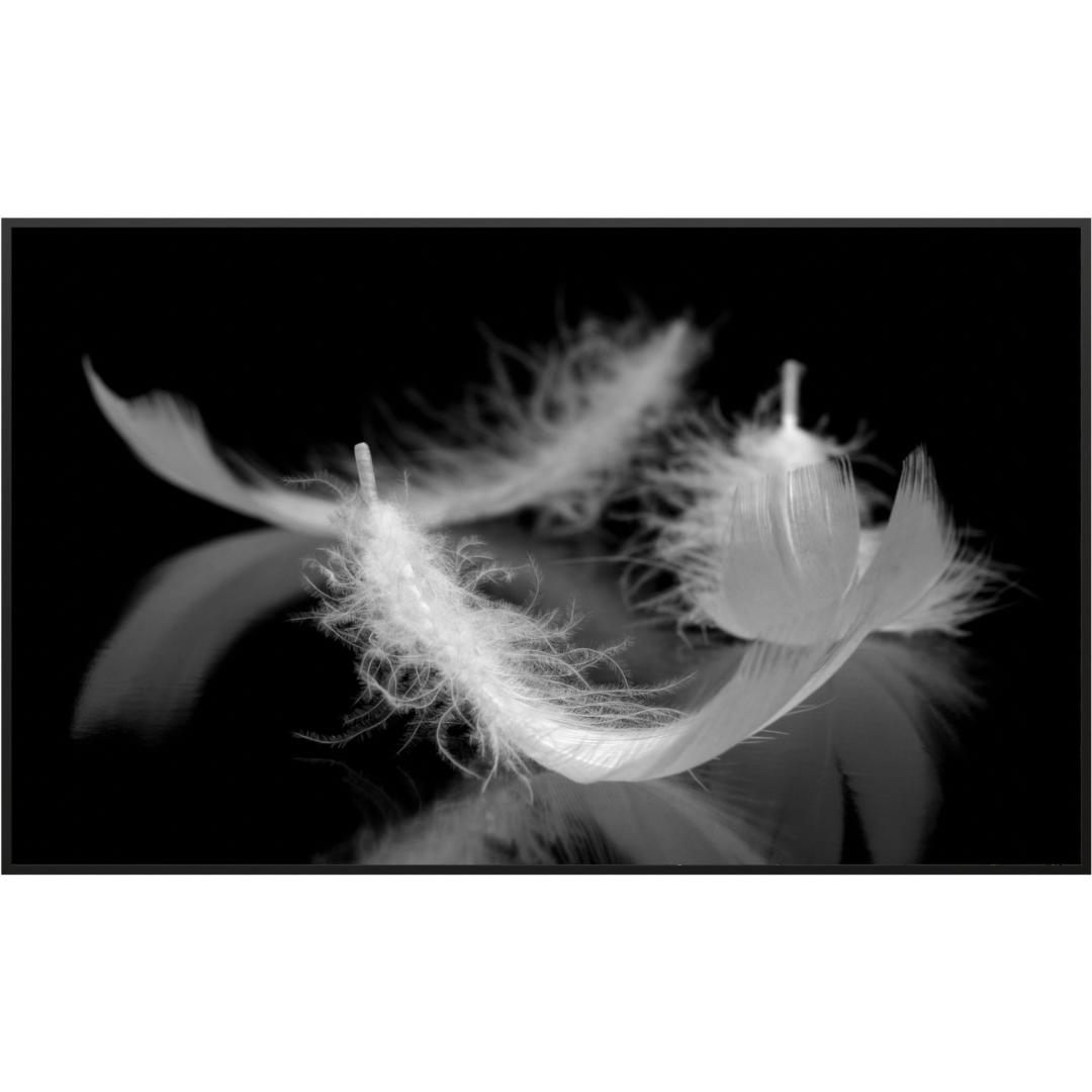 Deko Glas Wandbild Motiv 018 Federn Schwarz Weiß