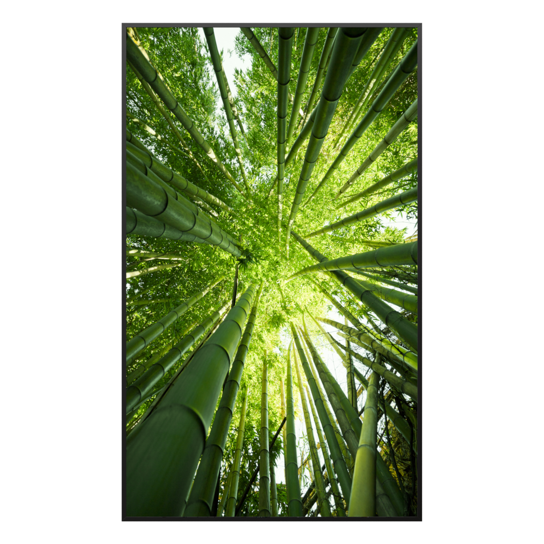 Deko Glas Wandbild Motiv 023H Bambusbaum