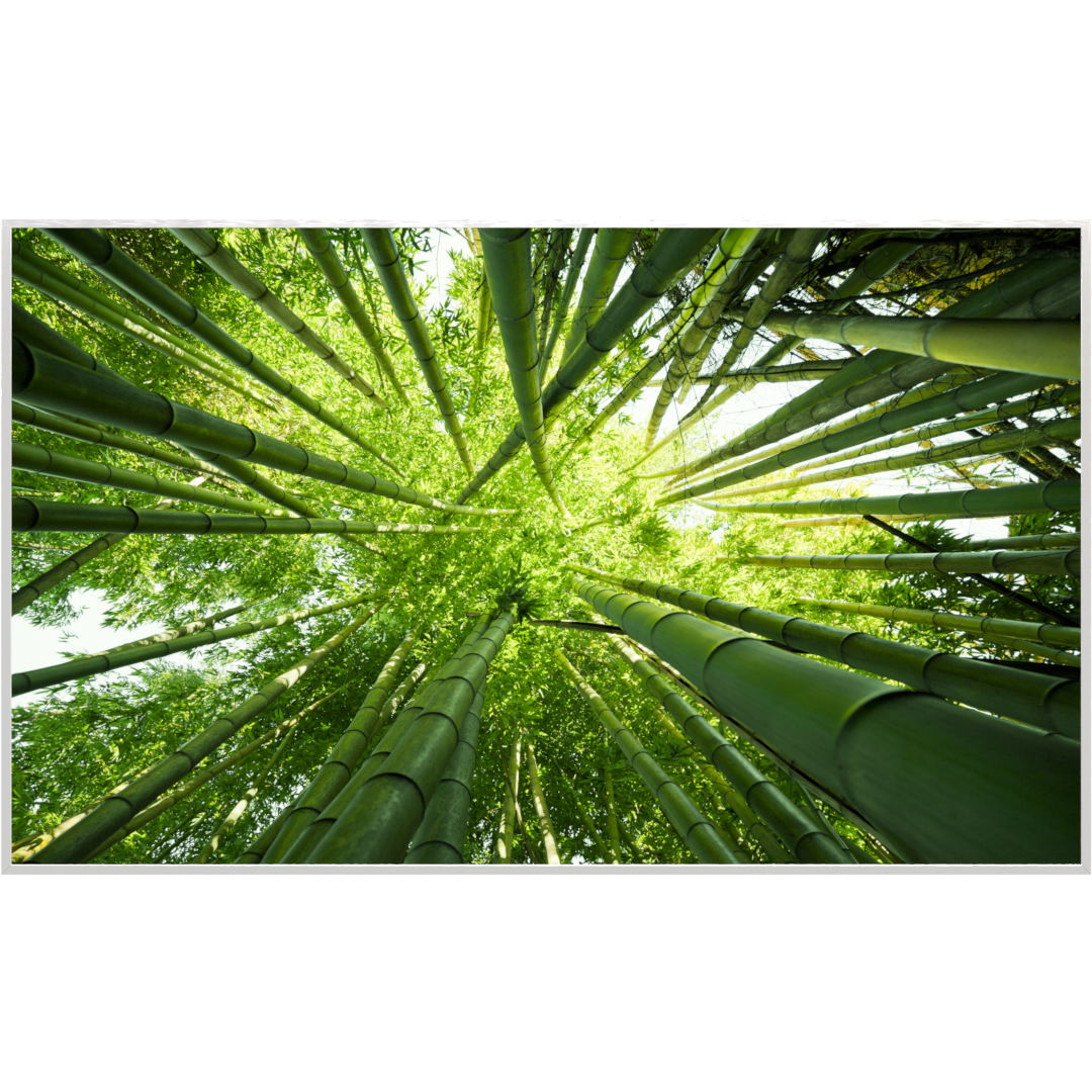 Deko Glas Wandbild Motiv 023 Bambusbaum