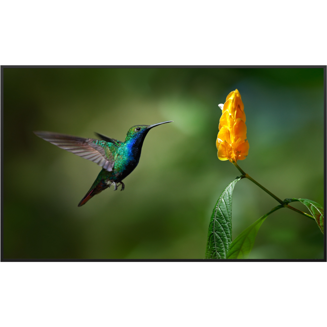 Deko Glas Wandbild Motiv 048 Kolibri