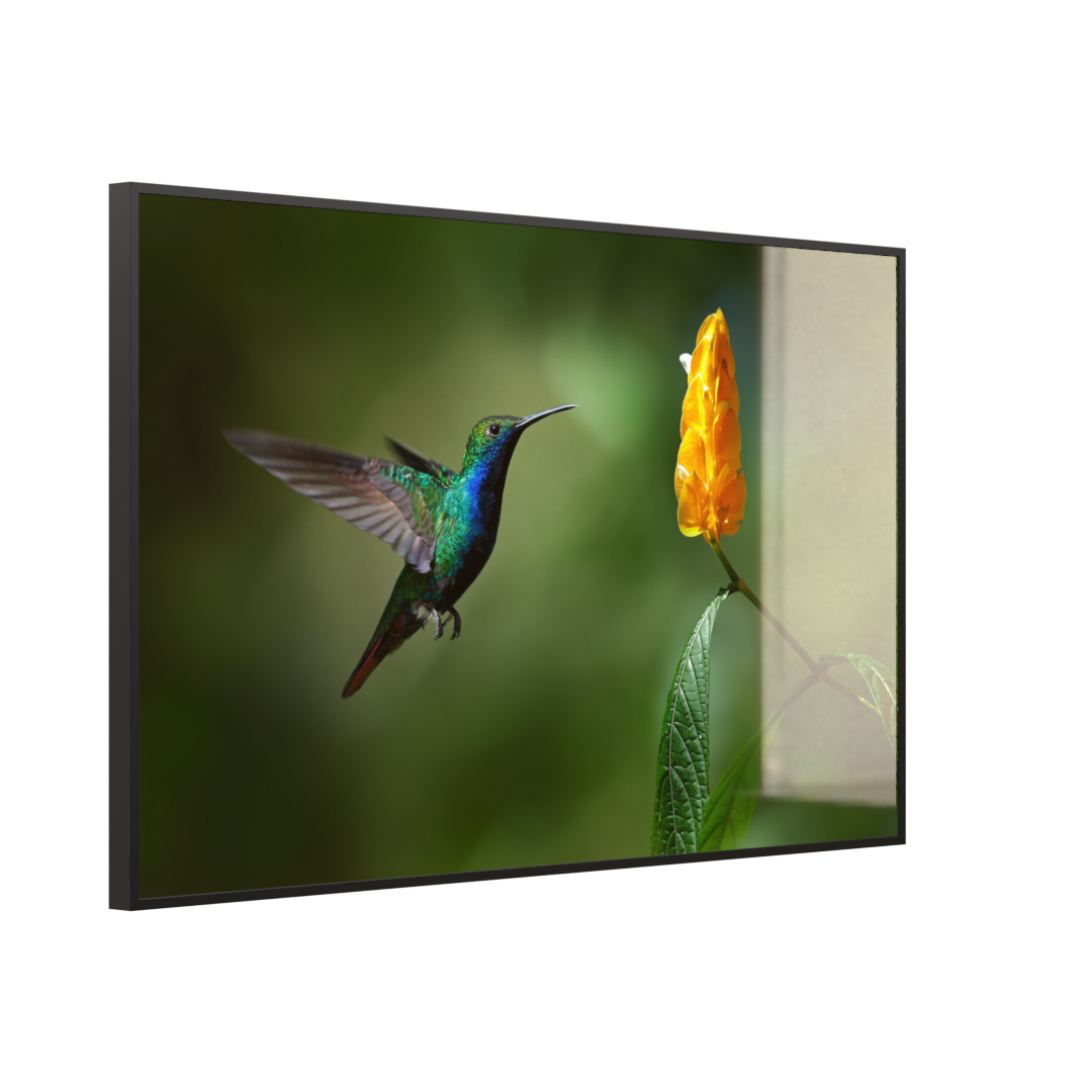 Deko Glas Wandbild Motiv 048 Kolibri