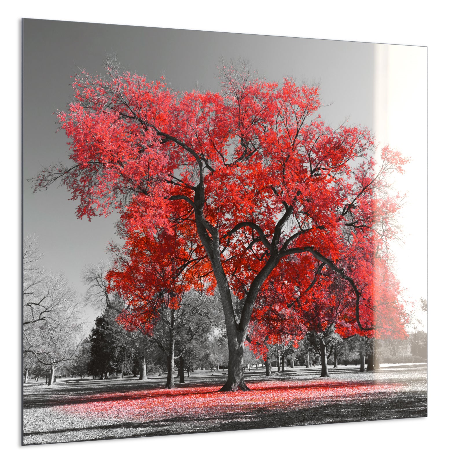 Deko Glas Wandbild Motiv 010 roter Baum