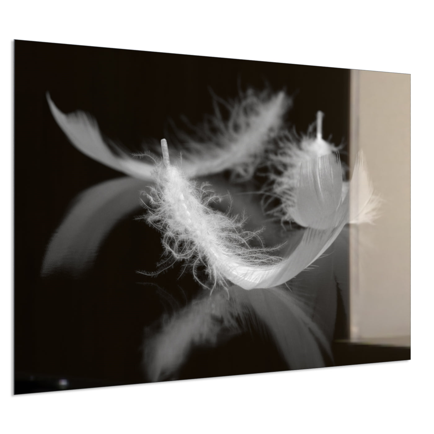 STEINFELD Deko Glas Wandbild Motiv 018 Federn Schwarz Weiß