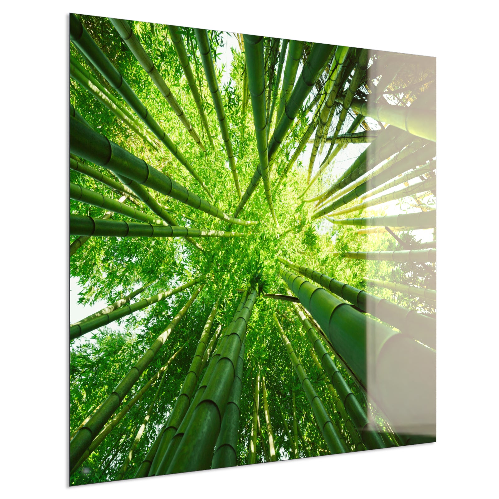 Deko Glas Wandbild Motiv 023 Bambusbaum