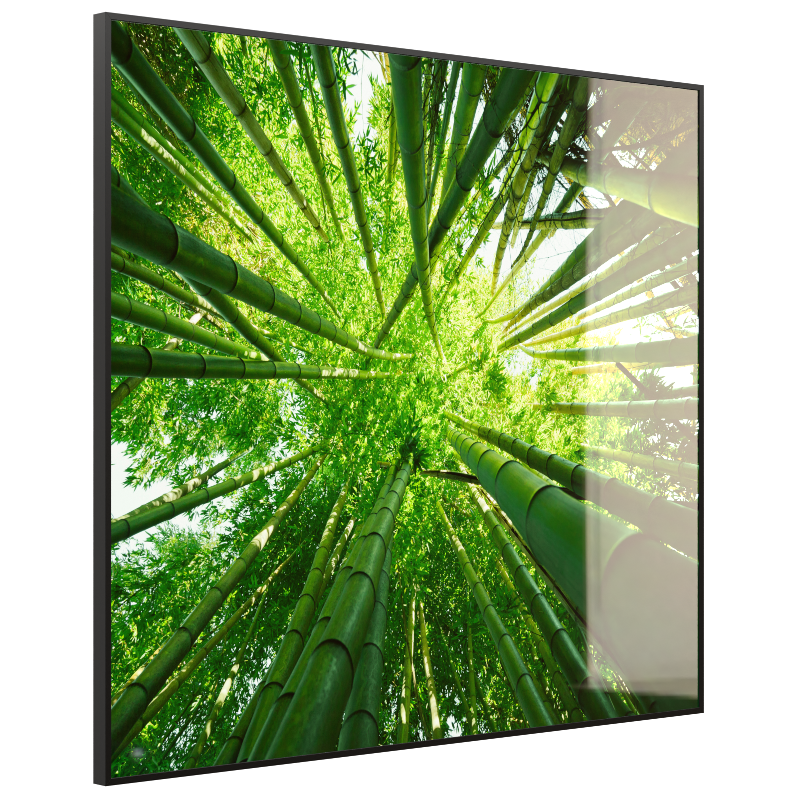 Deko Glas Wandbild Motiv 023 Bambusbaum