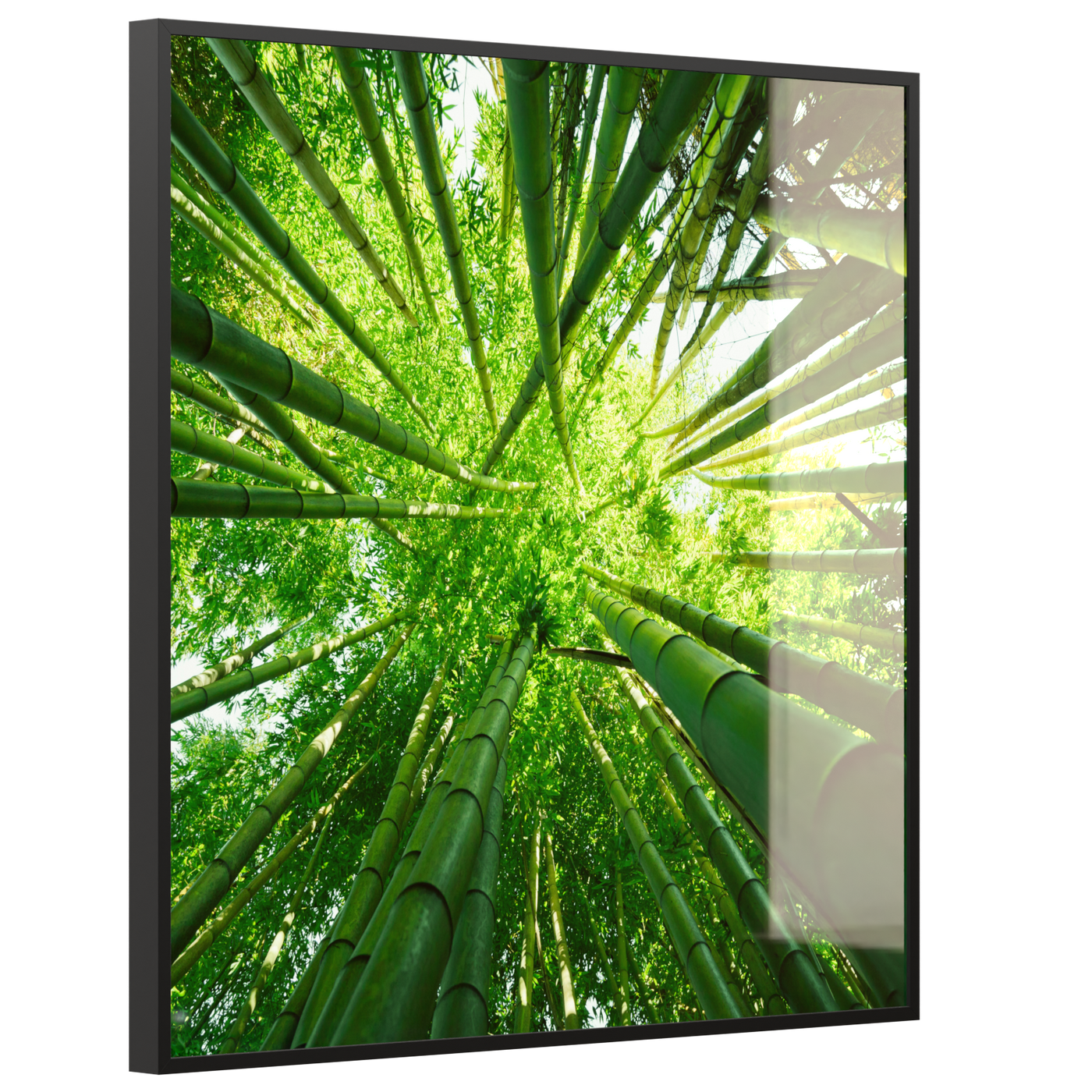 STEINFELD Deko Glas Wandbild Motiv 023H Bambusbaum