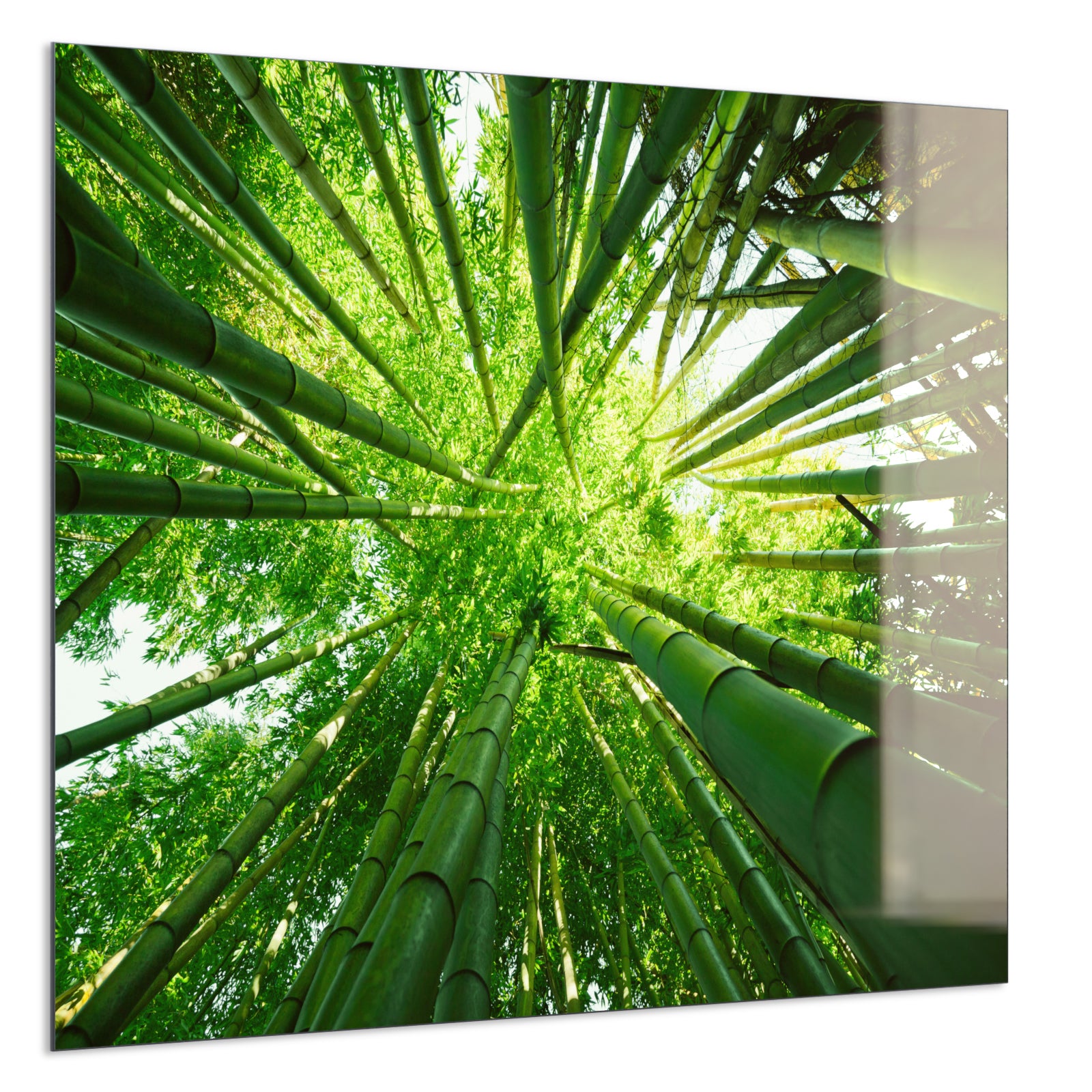 Deko Glas Wandbild Motiv 023 Bambusbaum