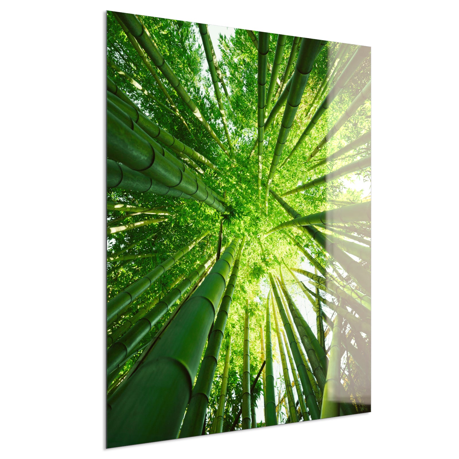 Deko Glas Wandbild Motiv 023H Bambusbaum