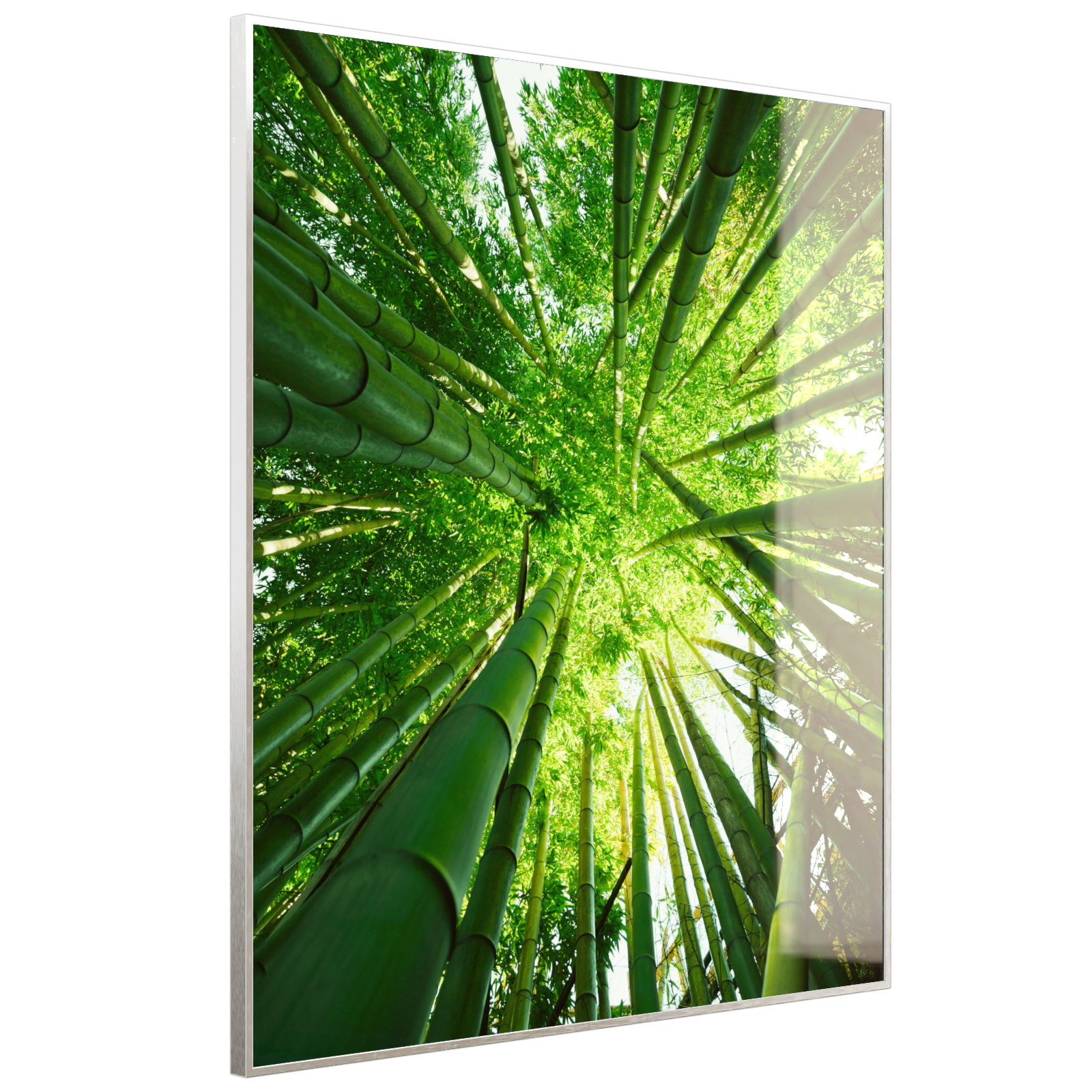 Deko Glas Wandbild Motiv 023H Bambusbaum