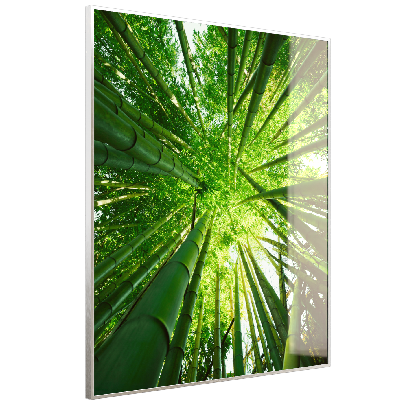 STEINFELD Deko Glas Wandbild Motiv 023H Bambusbaum