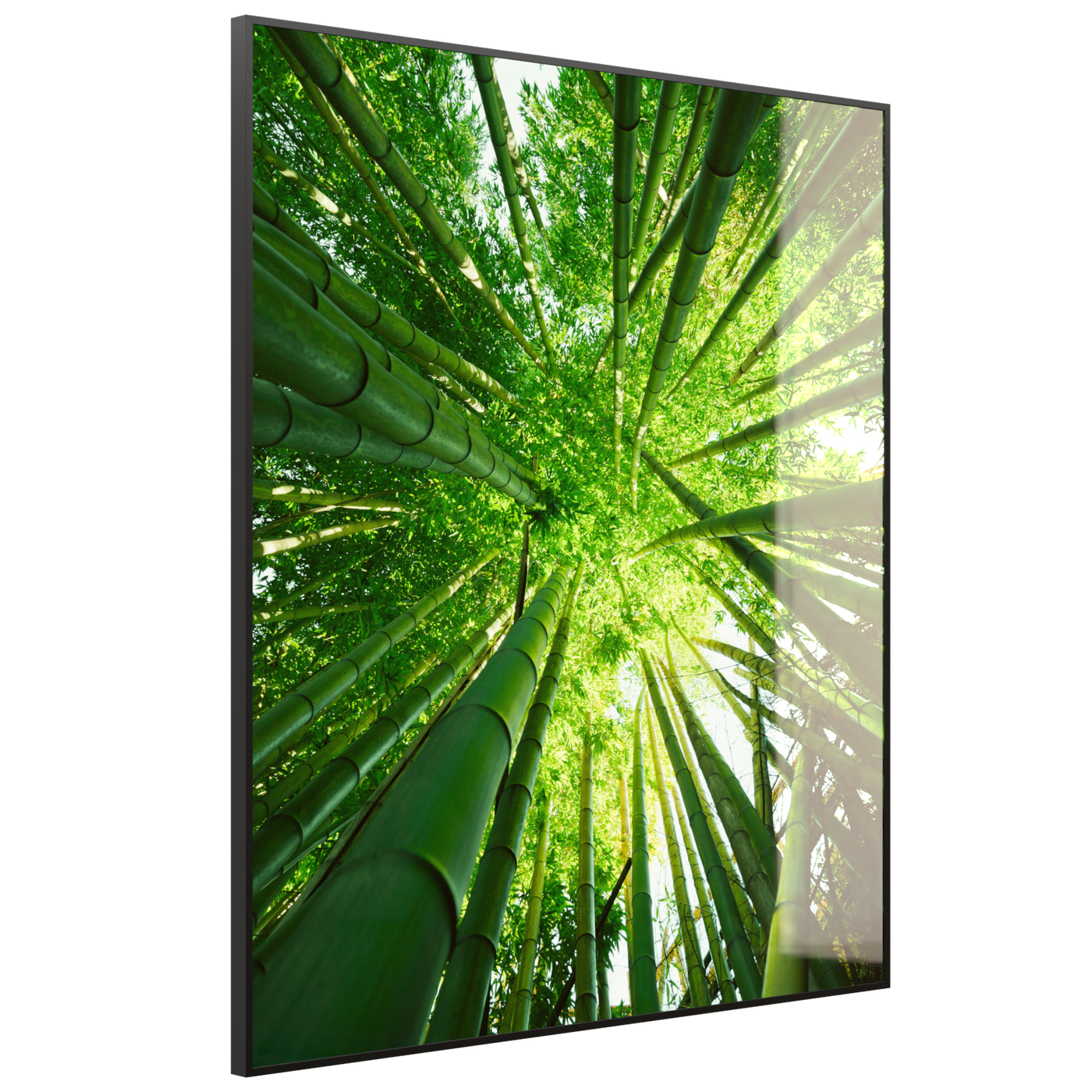 STEINFELD Deko Glas Wandbild Motiv 023H Bambusbaum