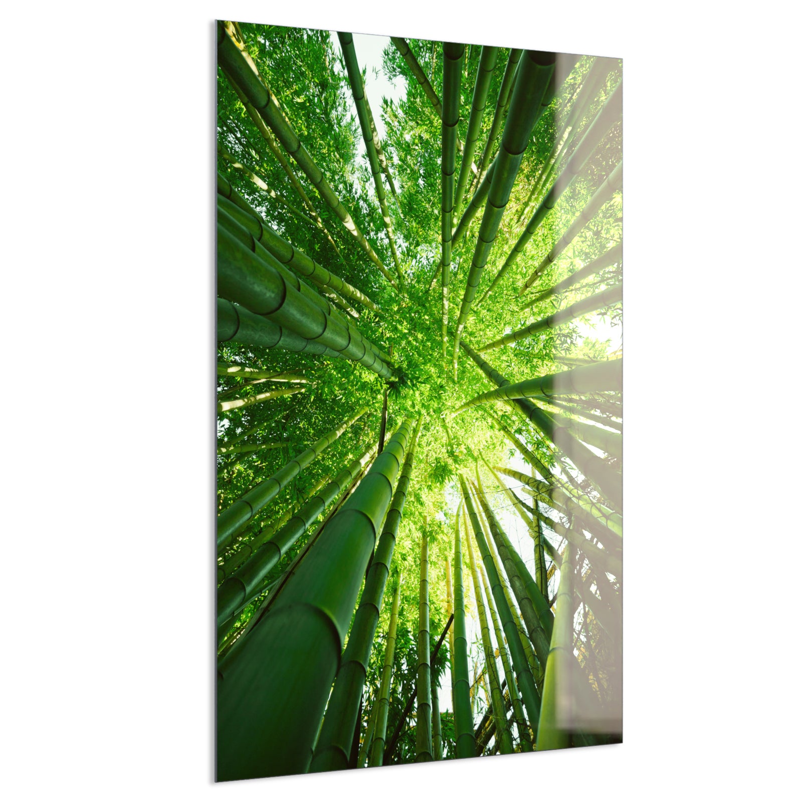 Deko Glas Wandbild Motiv 023H Bambusbaum