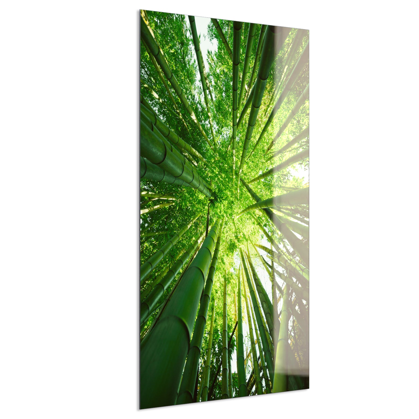 Deko Glas Wandbild Motiv 023H Bambusbaum