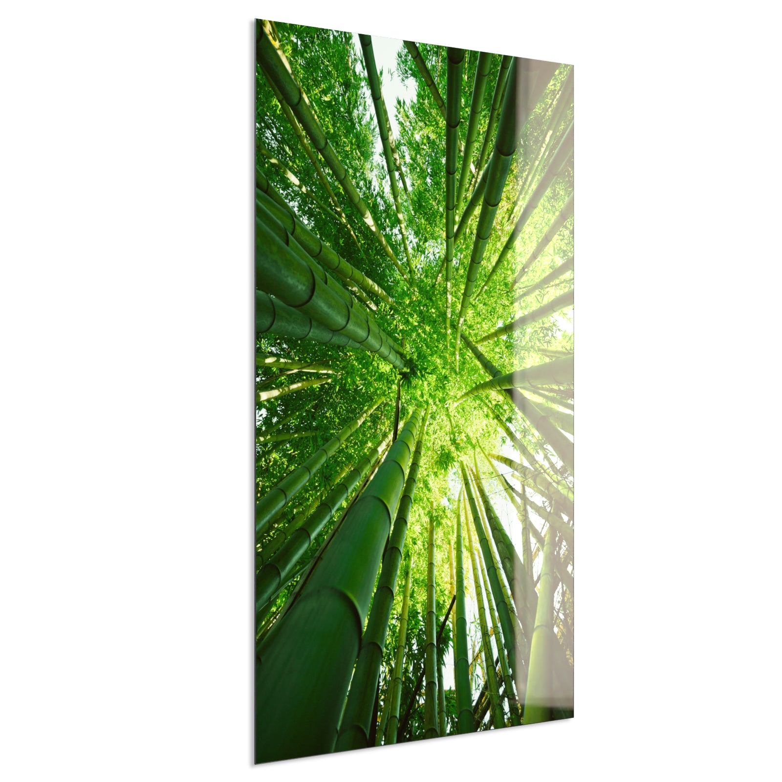 Deko Glas Wandbild Motiv 023H Bambusbaum