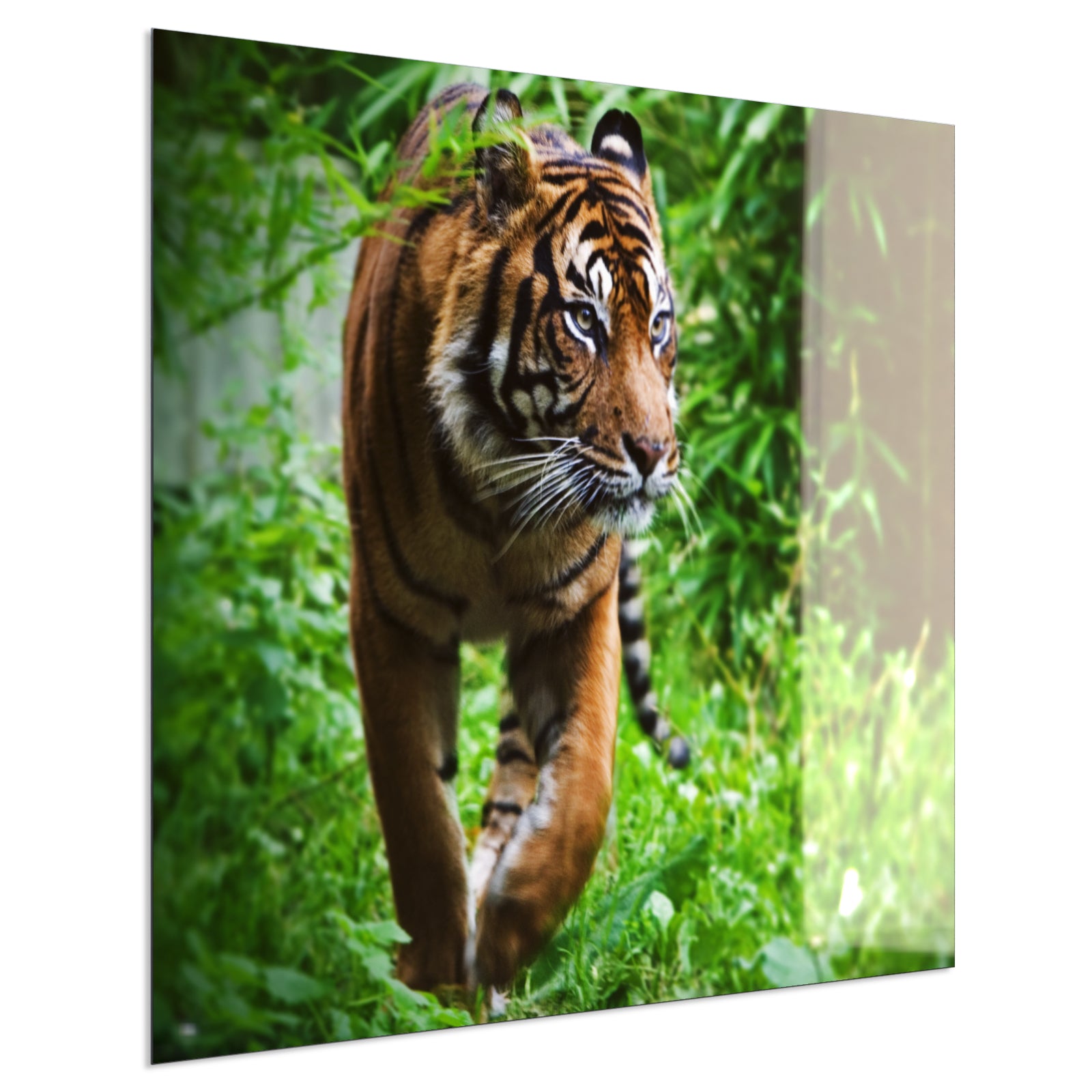 Deko Glas Wandbild Motiv 024 Tiger