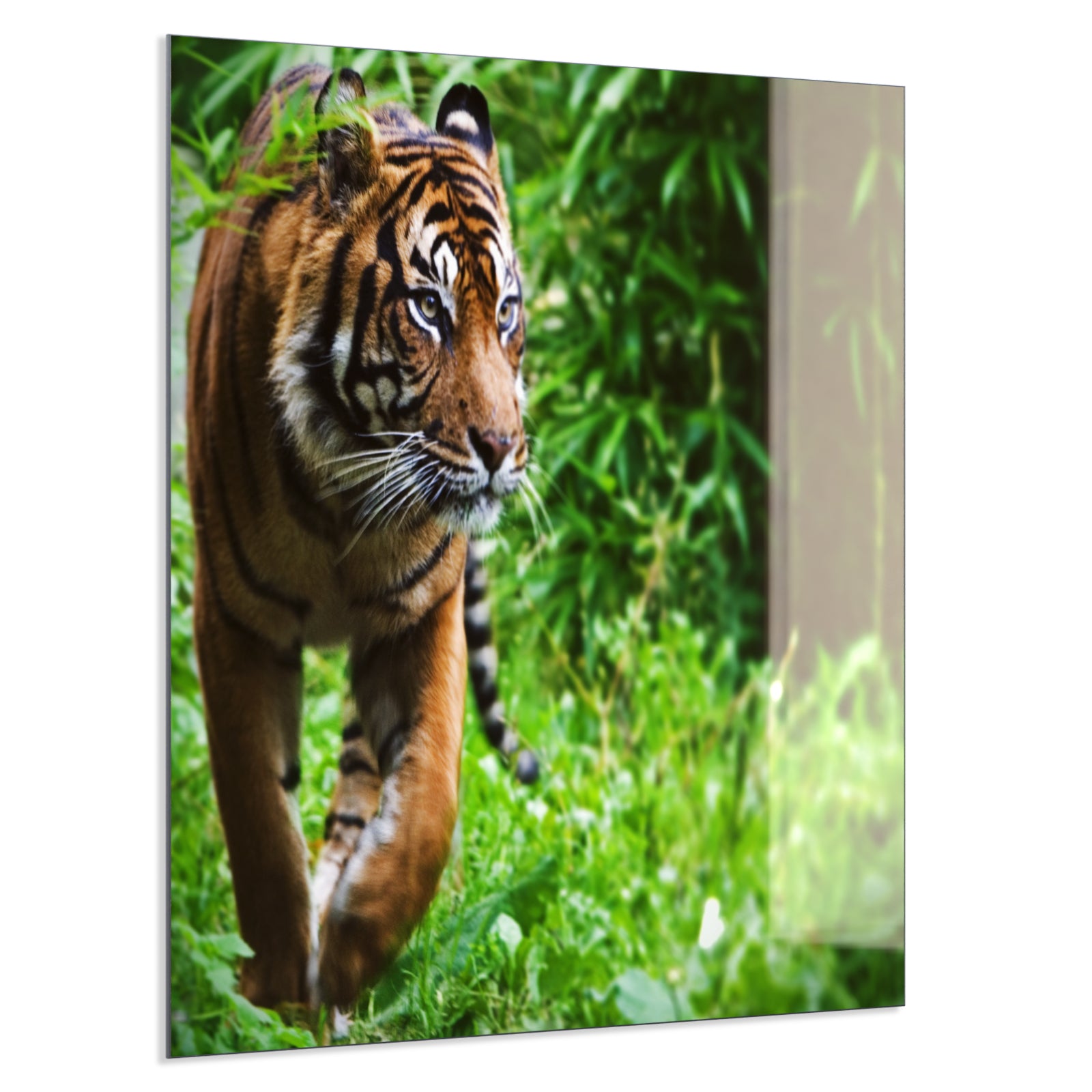 Deko Glas Wandbild Motiv 024 Tiger