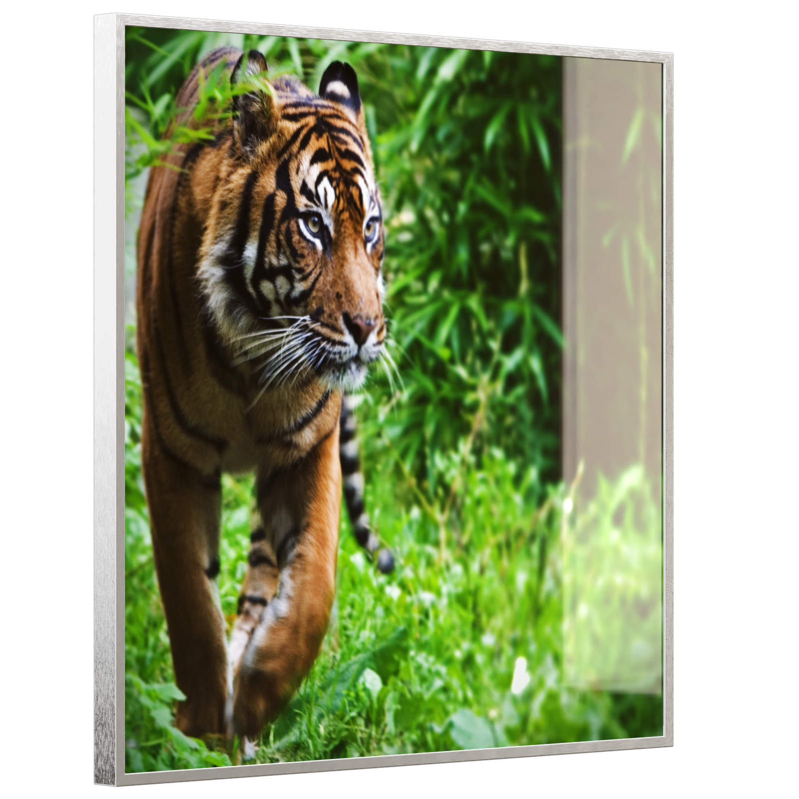 Deko Glas Wandbild Motiv 024 Tiger