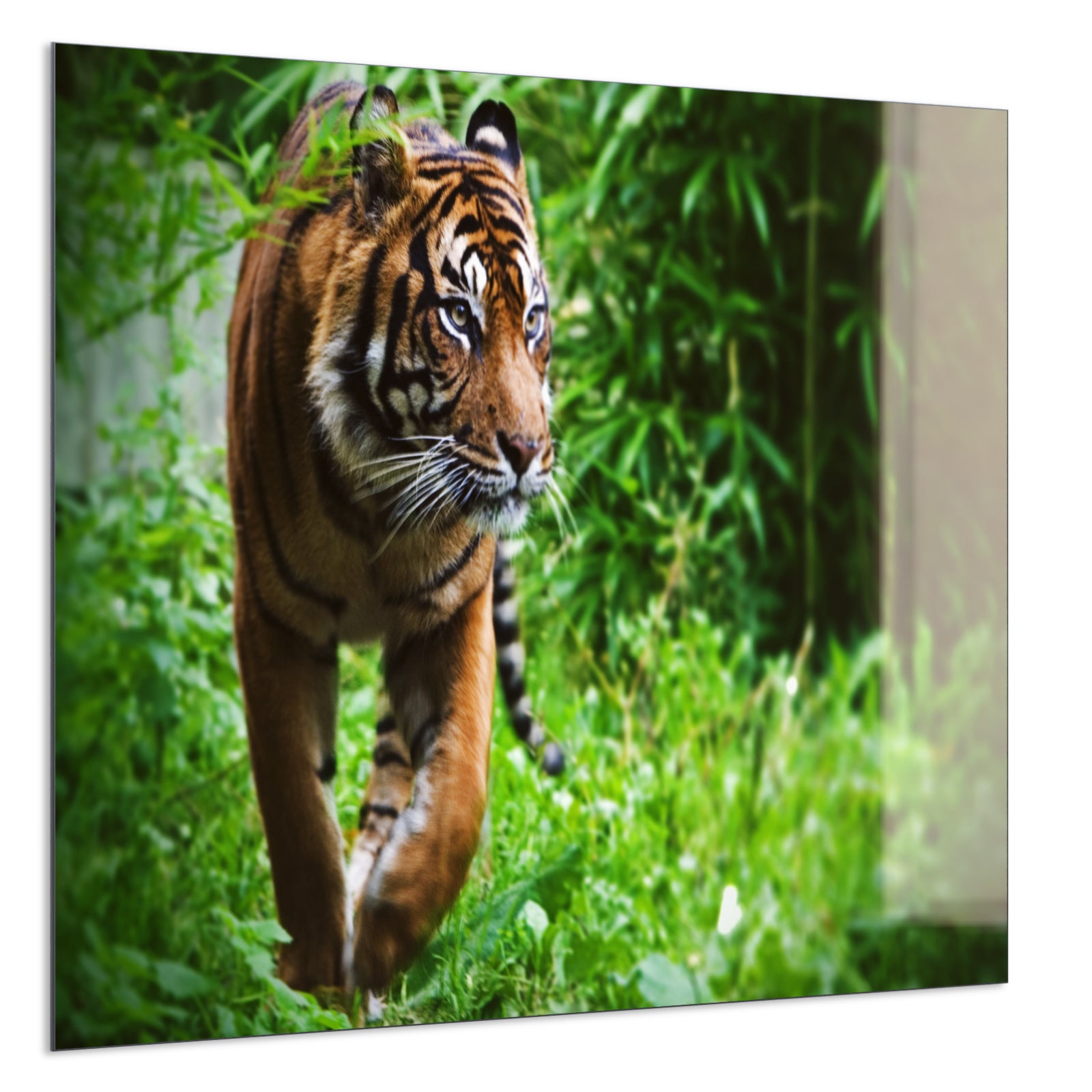 Deko Glas Wandbild Motiv 024 Tiger