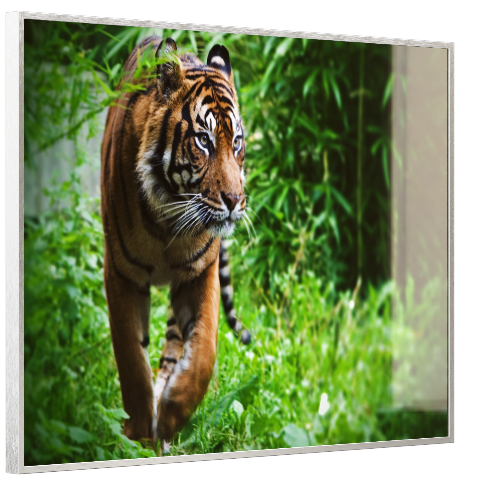 Deko Glas Wandbild Motiv 024 Tiger