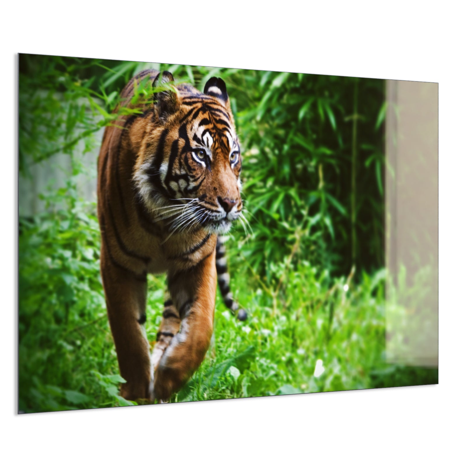 Deko Glas Wandbild Motiv 024 Tiger