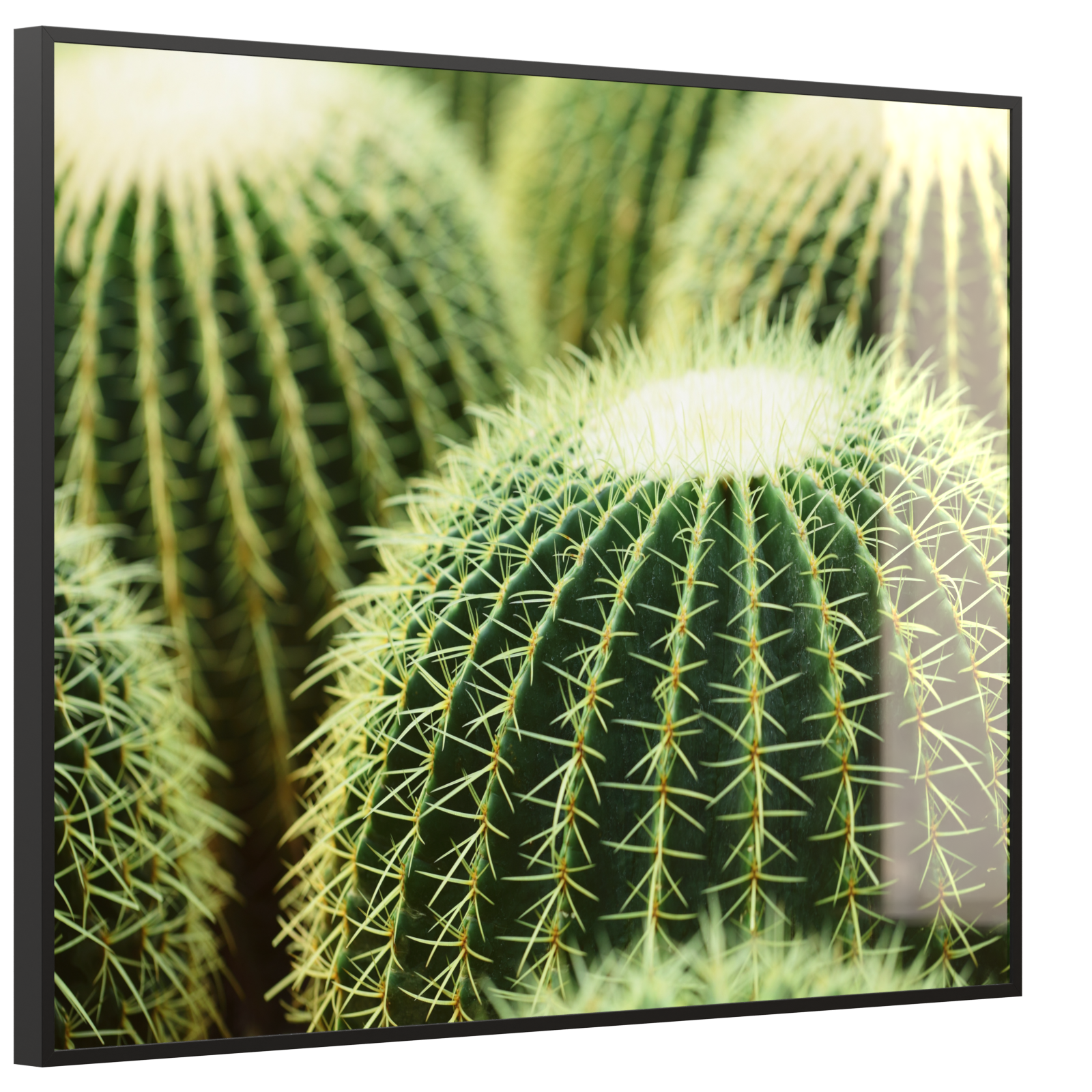 Deko Glas Wandbild Motiv 035 Kaktus