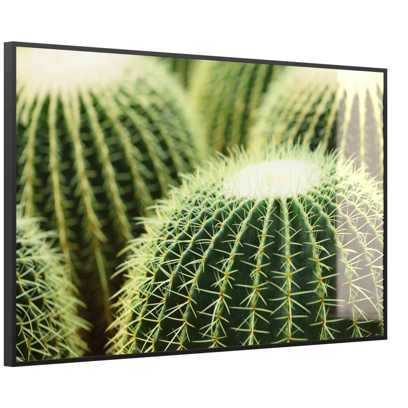 Deko Glas Wandbild Motiv 035 Kaktus
