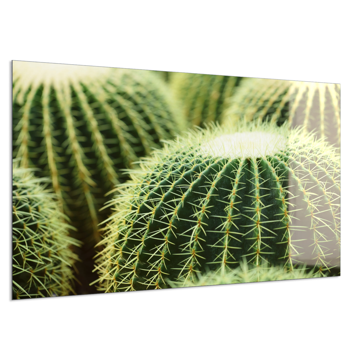 STEINFELD Deko Glas Wandbild Motiv 035 Kaktus