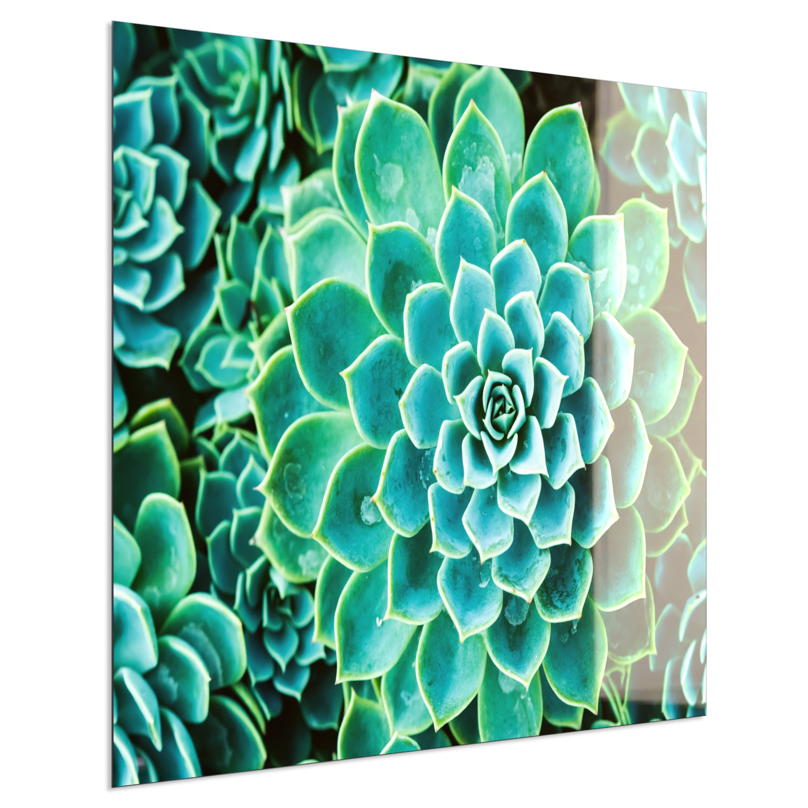 Deko Glas Wandbild Motiv 036 Kaktus in Queen