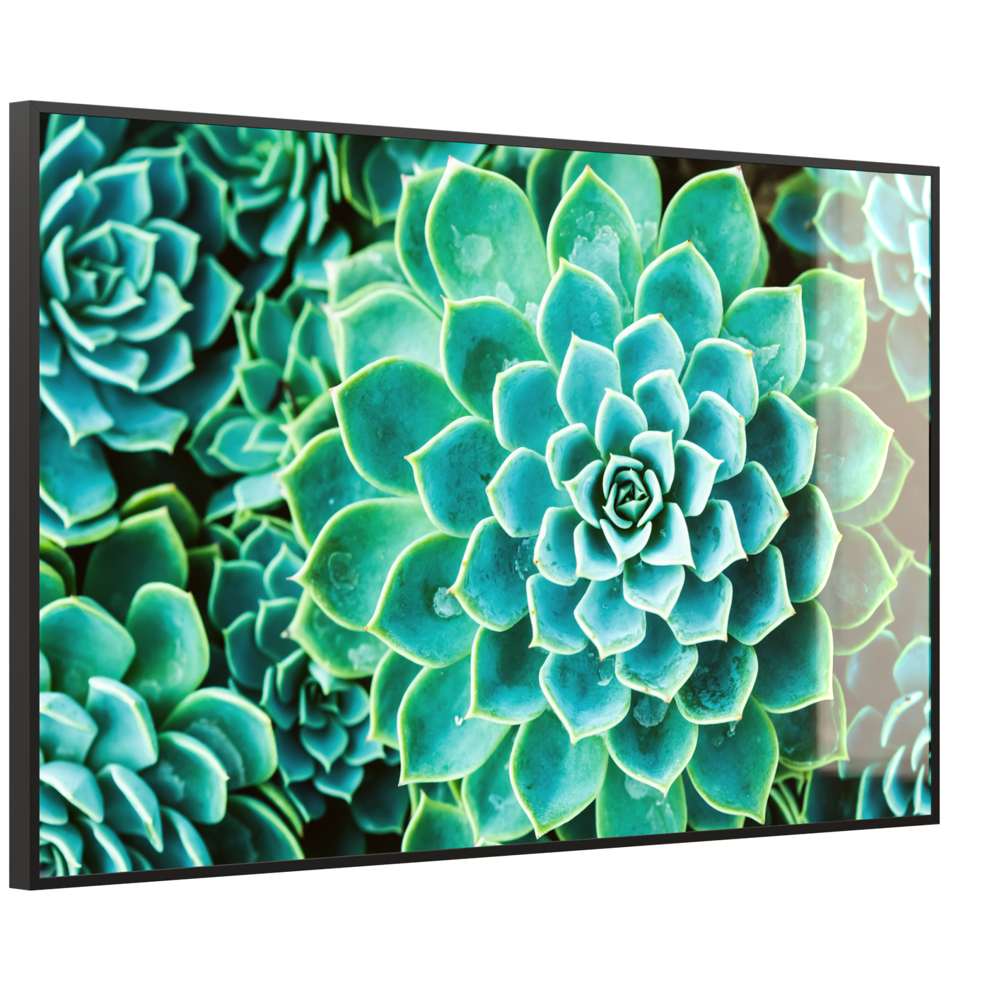 STEINFELD Deko Glas Wandbild Motiv 036 Kaktus in Queen