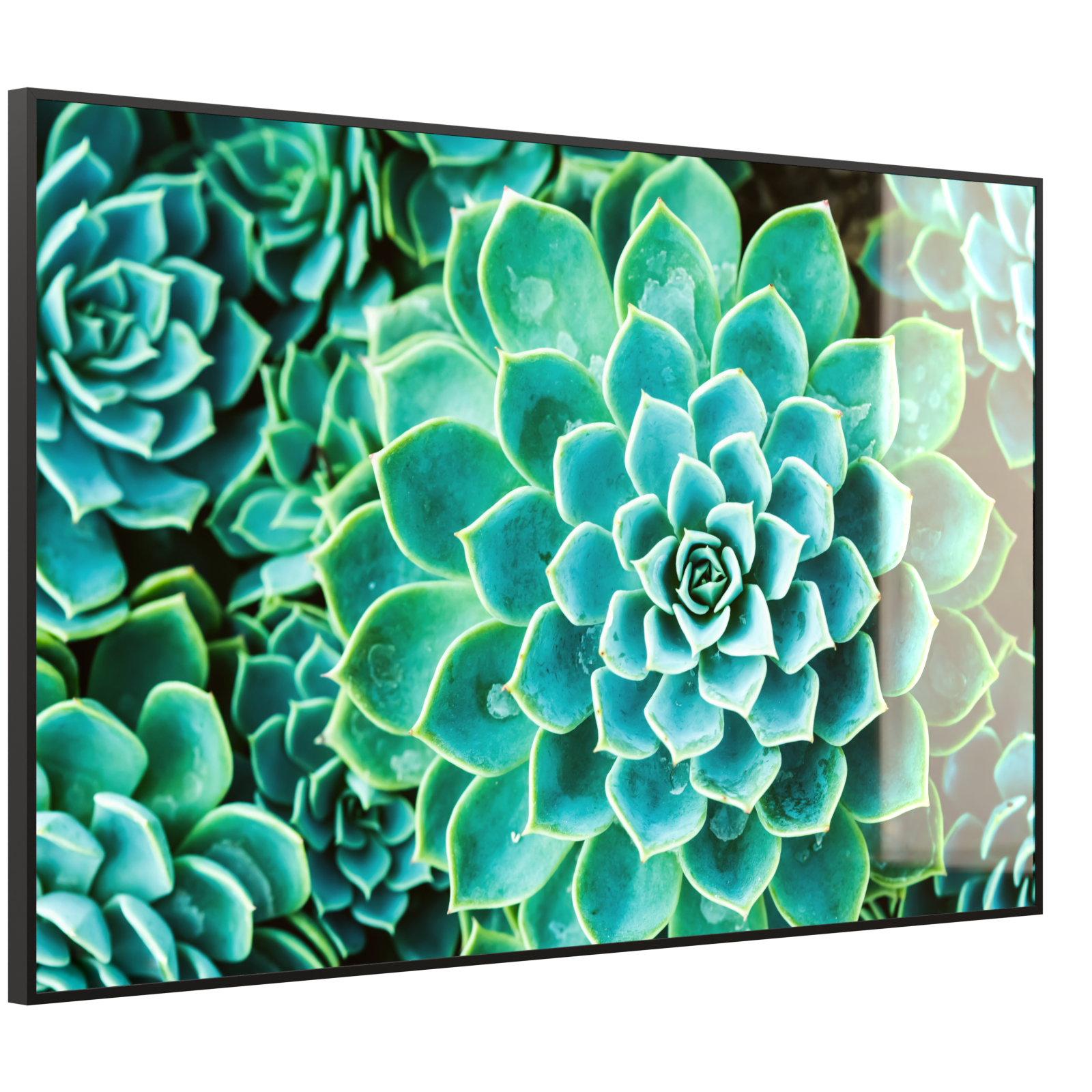 Deko Glas Wandbild Motiv 036 Kaktus in Queen