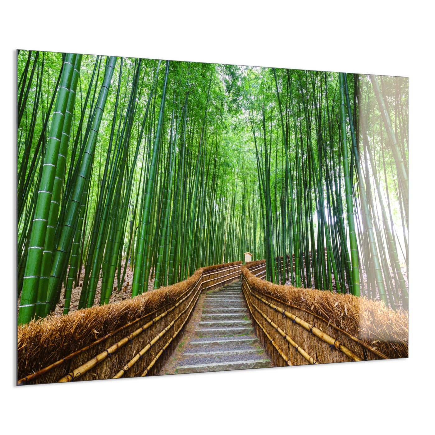 STEINFELD Deko Glas Wandbild Motiv 037 Bambus Wald