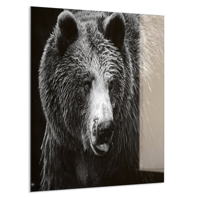 STEINFELD Deko Glas Wandbild Motiv 038 Bär