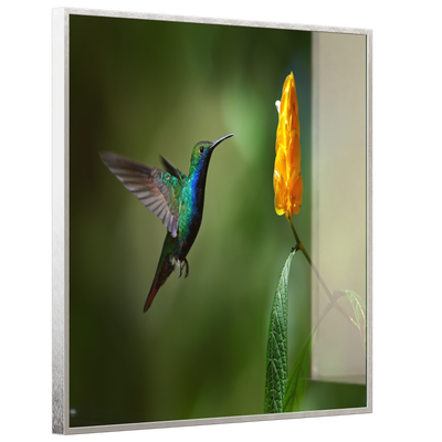 STEINFELD Deko Glas Wandbild Motiv 048 Kolibri