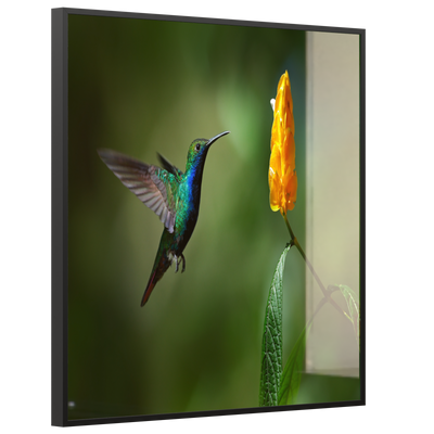 STEINFELD Deko Glas Wandbild Motiv 048 Kolibri
