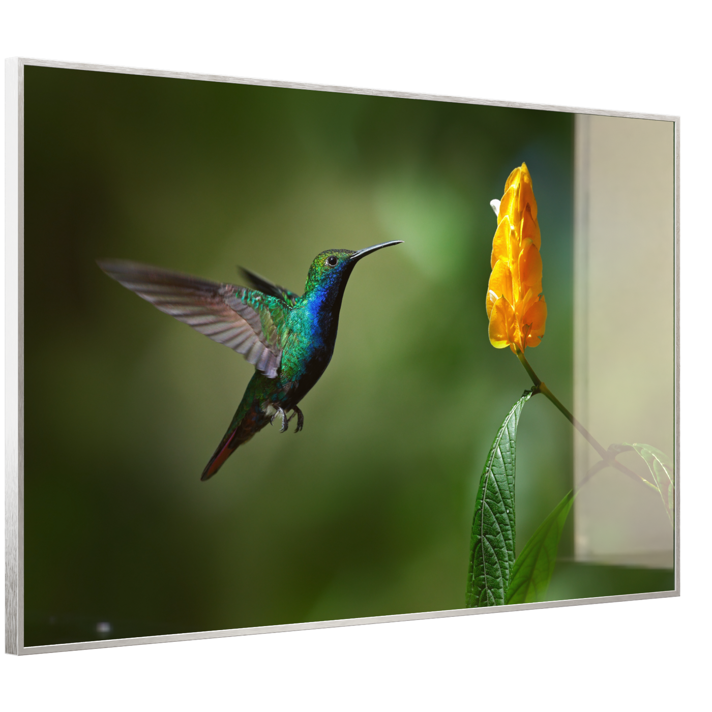 STEINFELD Deko Glas Wandbild Motiv 048 Kolibri