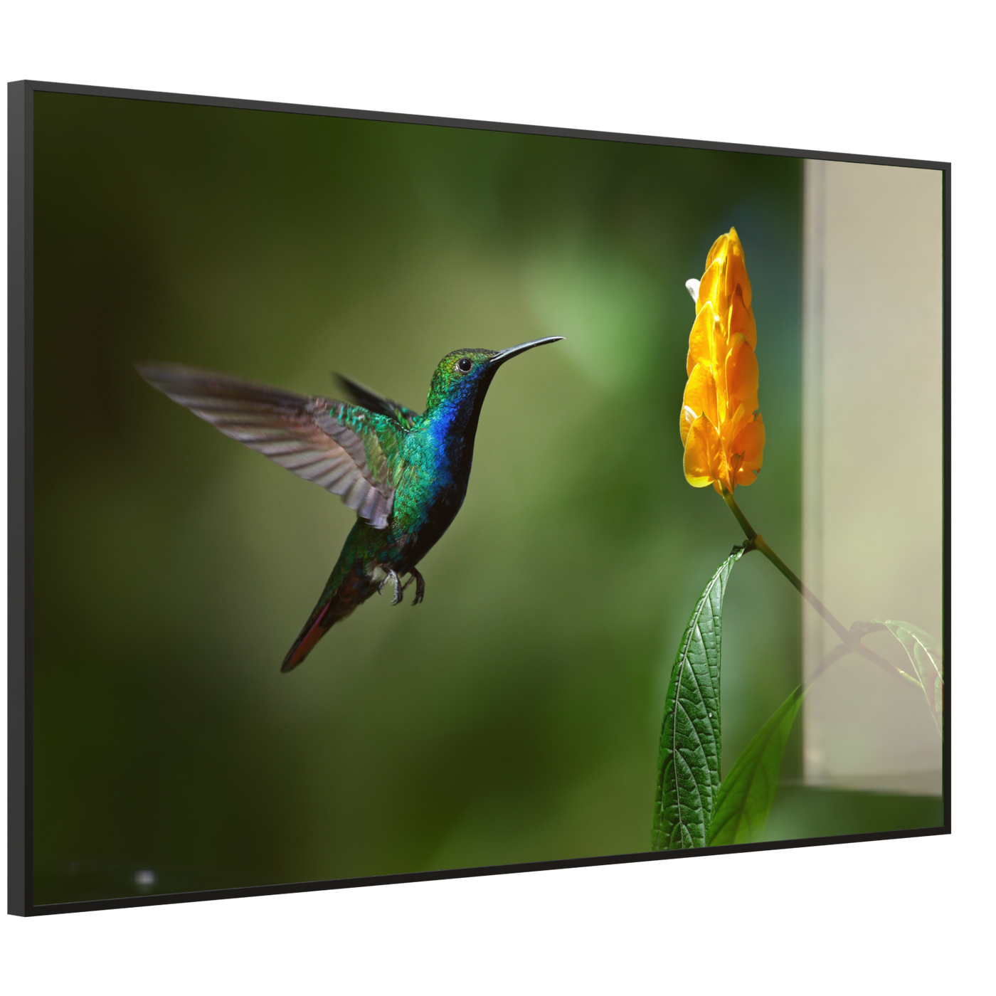 STEINFELD Deko Glas Wandbild Motiv 048 Kolibri