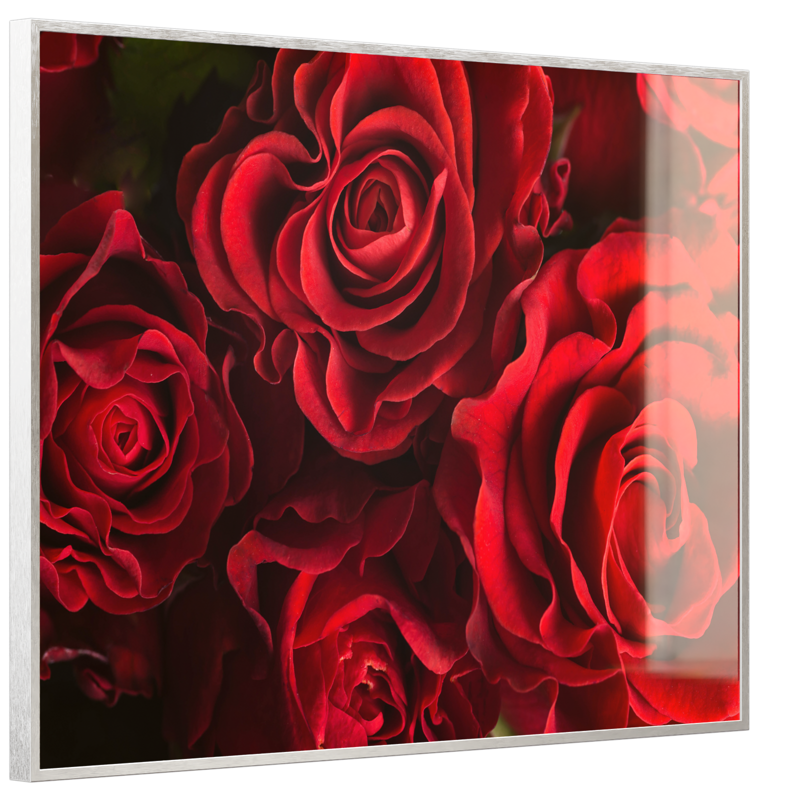 Deko Glas Wandbild Motiv 056 Rote Rosen