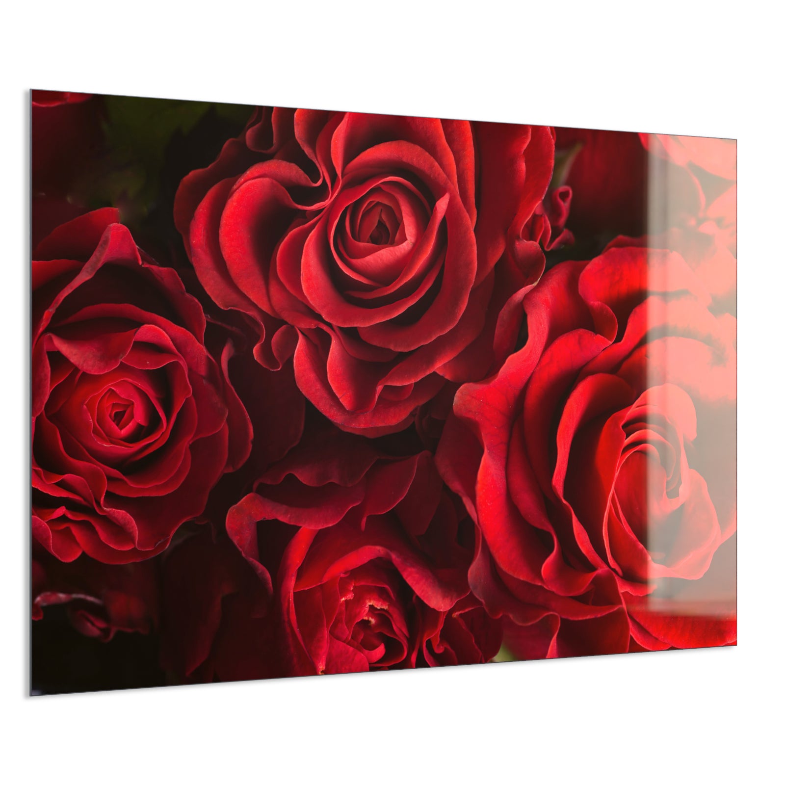 Deko Glas Wandbild Motiv 056 Rote Rosen