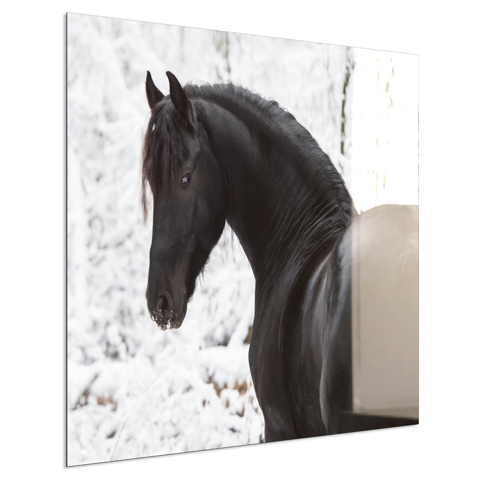 Deko Glas Wandbild Motiv 060 schwarzes Pferd