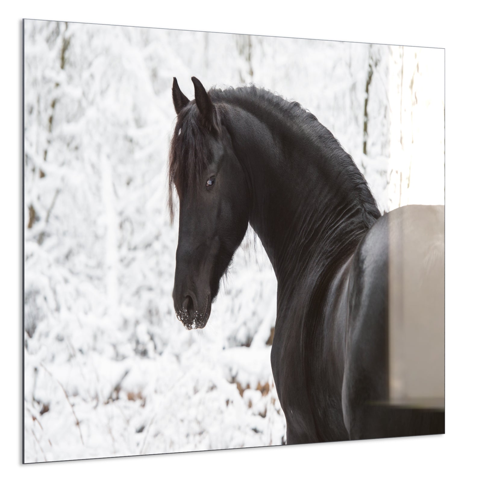 Deko Glas Wandbild Motiv 060 schwarzes Pferd