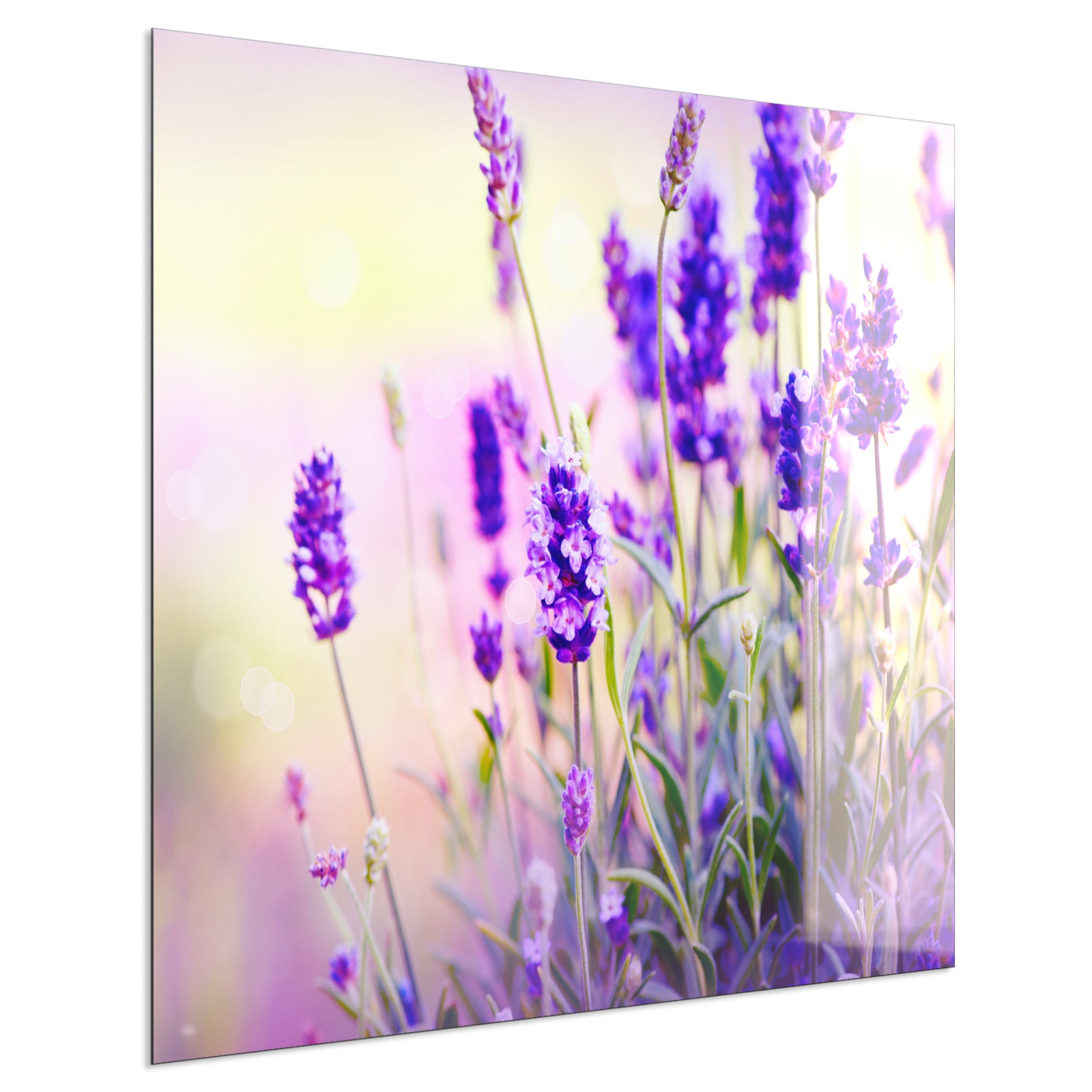 Deko Glas Wandbild Motiv 061 Lavendel