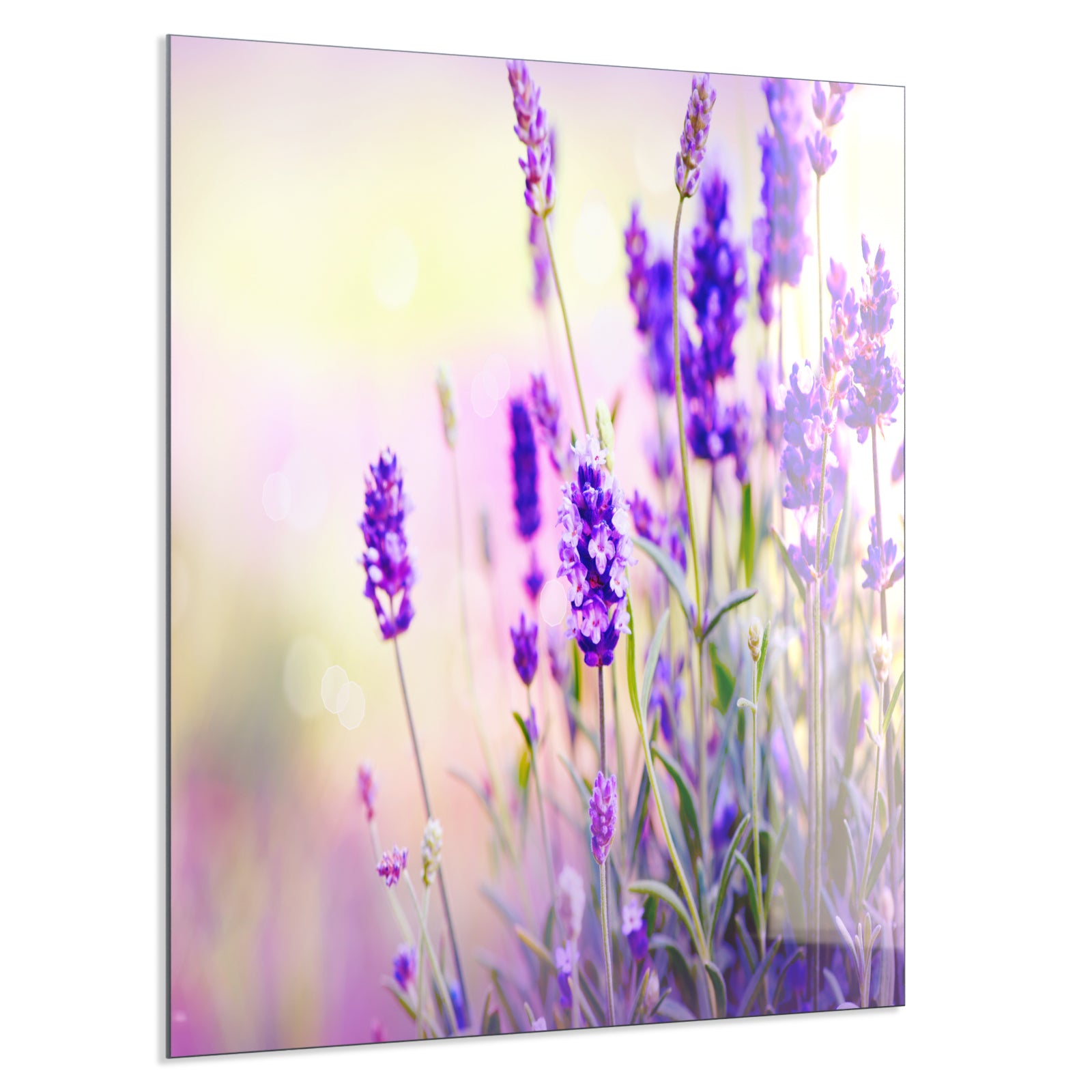 Deko Glas Wandbild Motiv 061 Lavendel