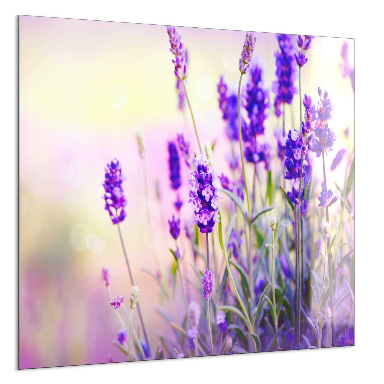 Deko Glas Wandbild Motiv 061 Lavendel