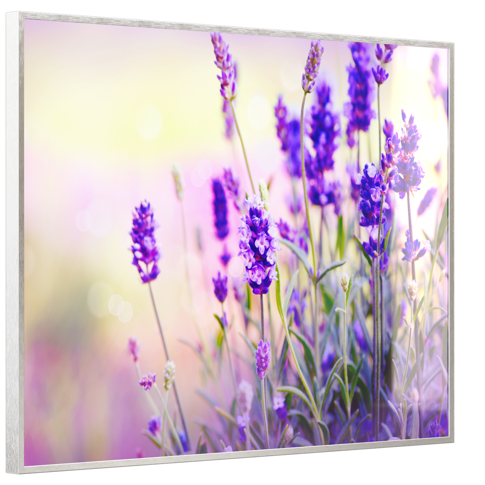 Deko Glas Wandbild Motiv 061 Lavendel