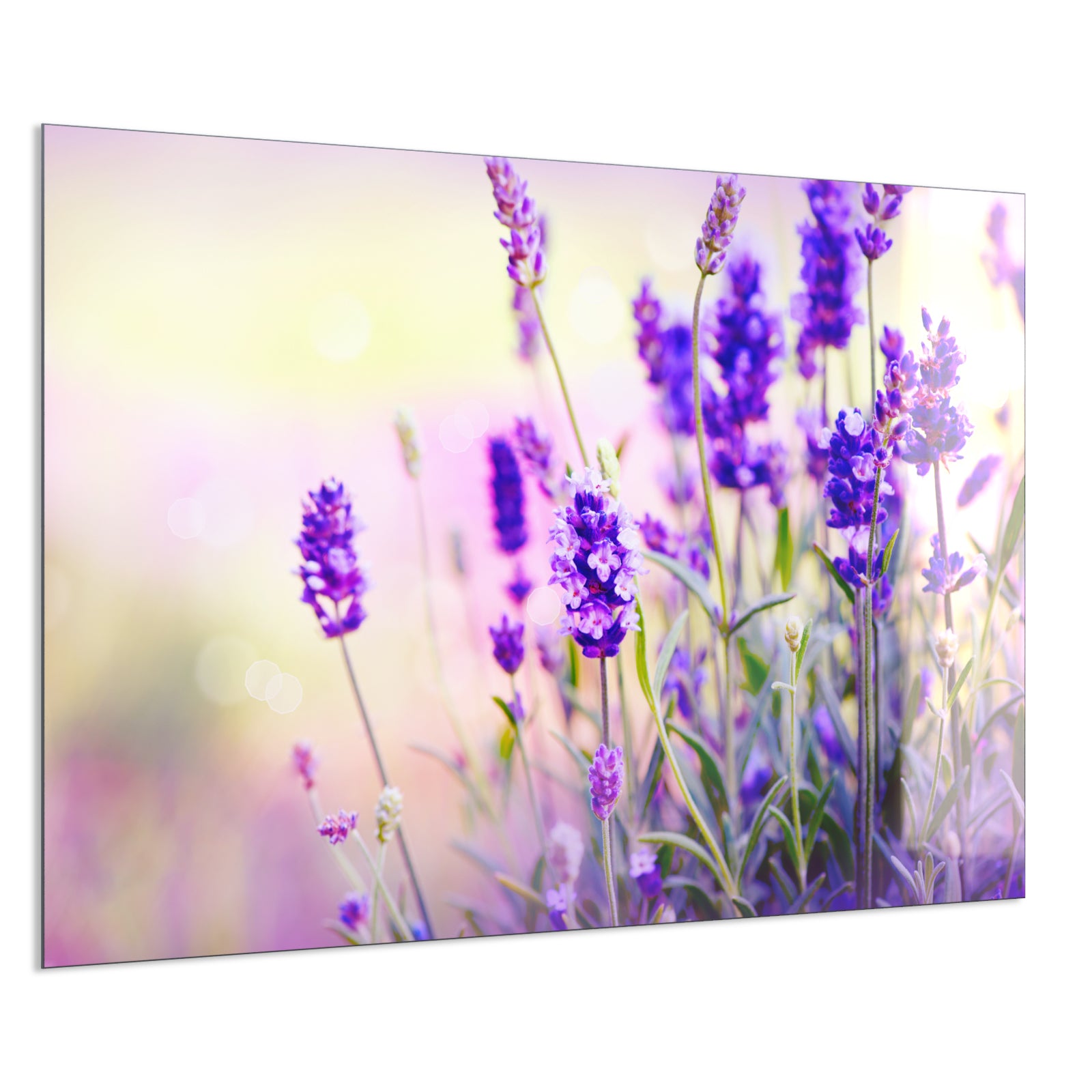 Deko Glas Wandbild Motiv 061 Lavendel