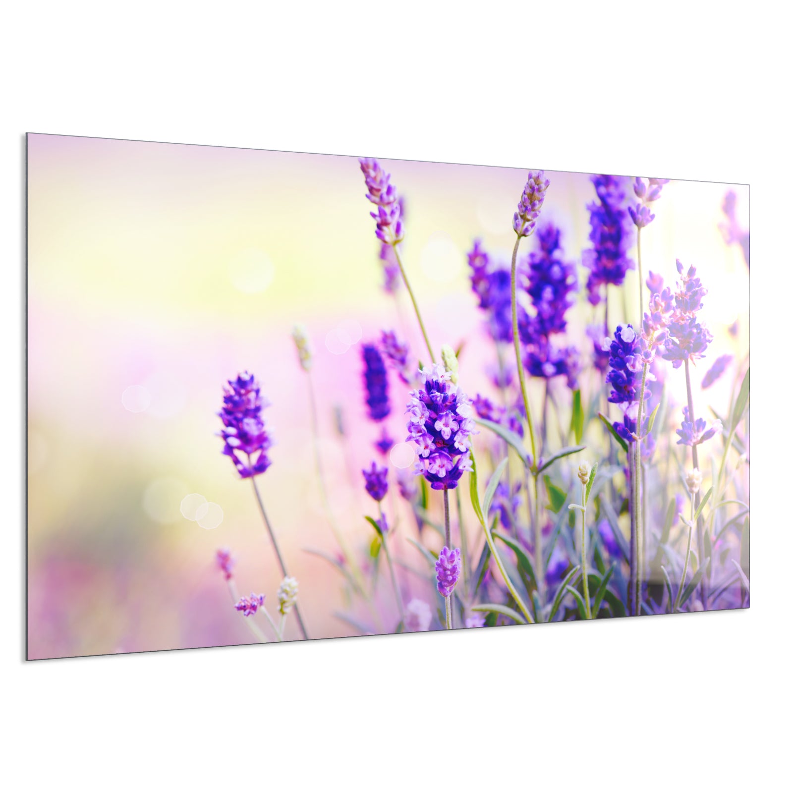 Deko Glas Wandbild Motiv 061 Lavendel