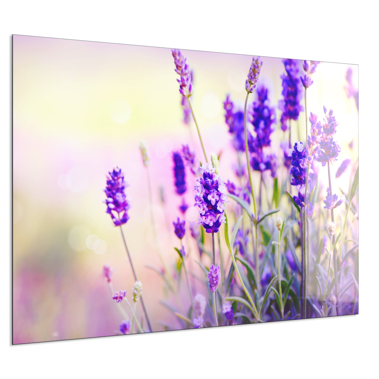 Deko Glas Wandbild Motiv 061 Lavendel