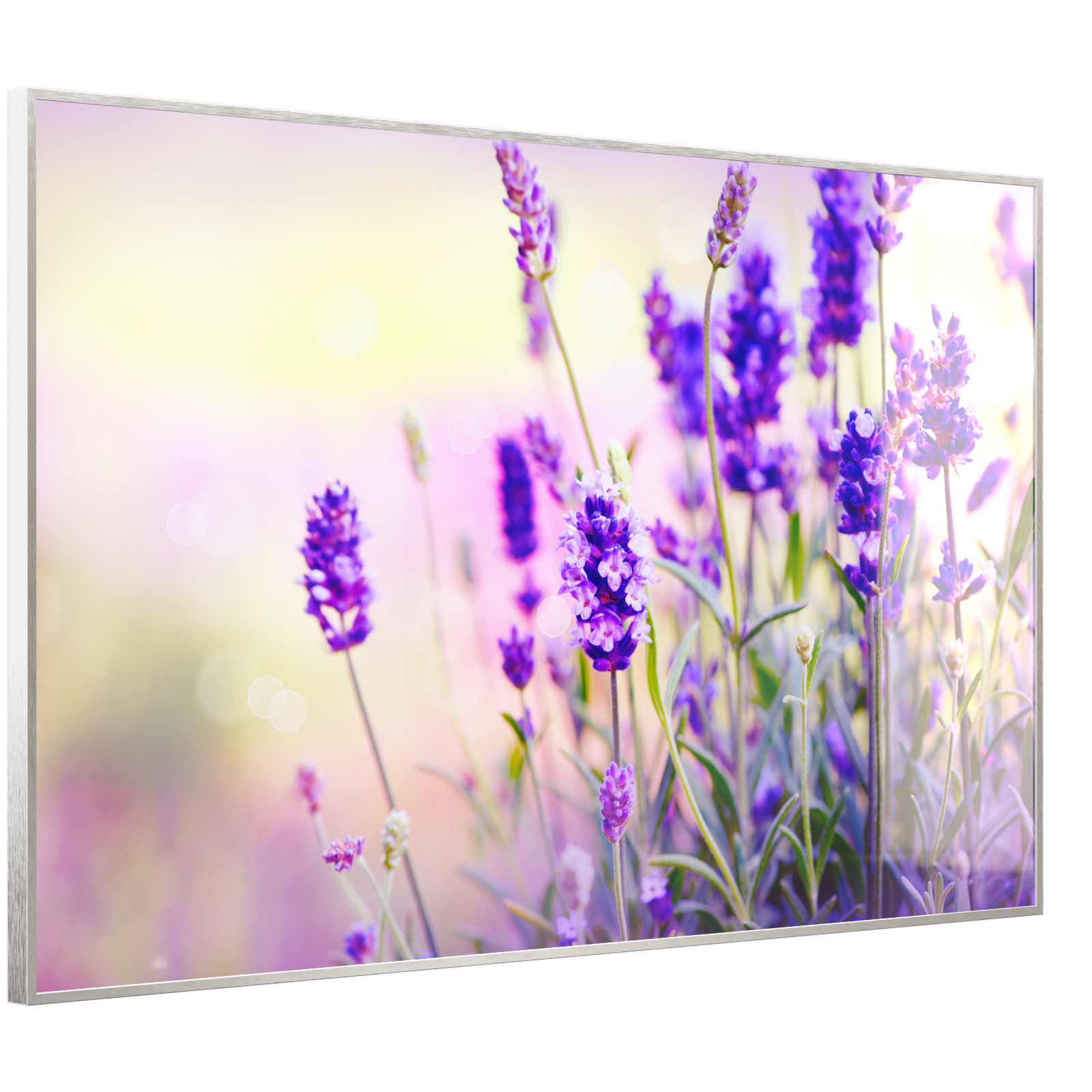 Deko Glas Wandbild Motiv 061 Lavendel